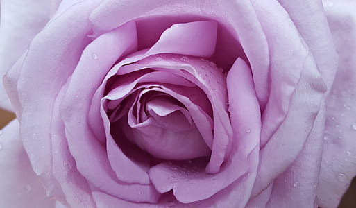 macro photography of pink petaled flower thumbnail