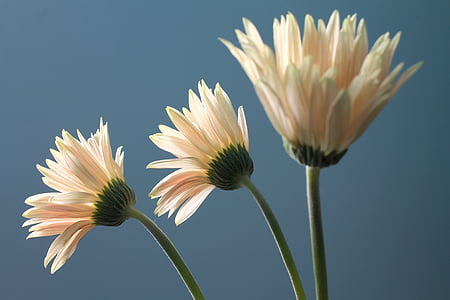 closeup photography of white daisy flowers thumbnail