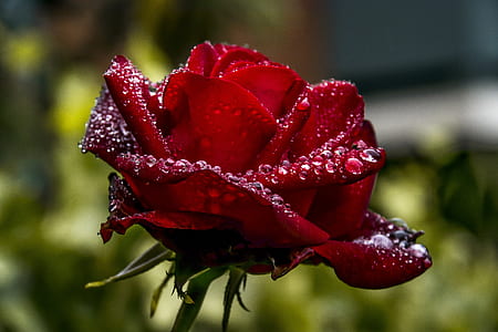 macro shot photography of red rose thumbnail