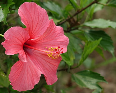 photo of blooming pink hibiscus flower thumbnail