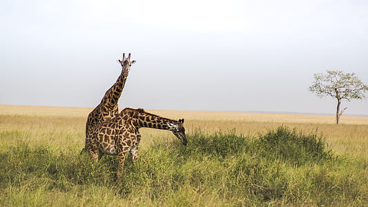 two giraffe eating grass thumbnail