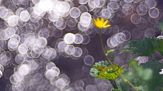 selective focus photography of yellow petaled flower thumbnail