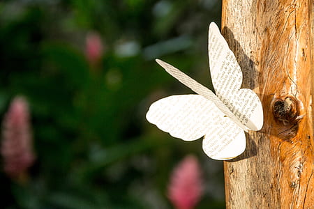 selective focus photography of white butterfly paper artwork thumbnail