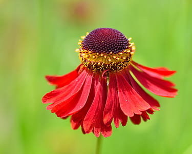 selective focus photo of red coneflower thumbnail