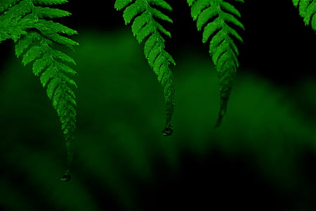 green leafed plant thumbnail
