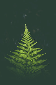 fern plant during nighttime thumbnail