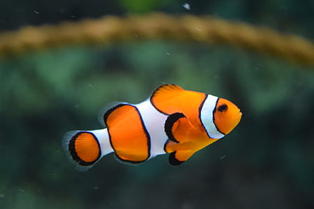 Clown Fish Swimming thumbnail