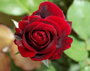 macro shot of red rose thumbnail