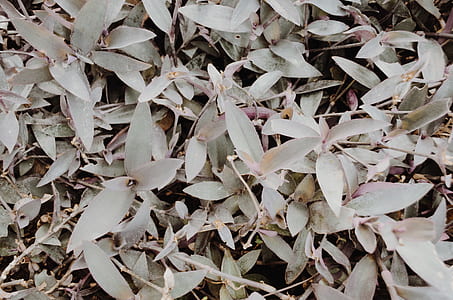 photo of gray leaf plants during daytime thumbnail