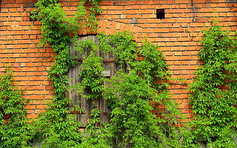 green ivy on brick wall building with close door thumbnail