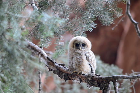 white owl on tree branch during daytime thumbnail