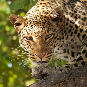 closeup photo of brown and black leopard thumbnail
