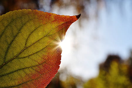 shallow focus photography of orange and green leaf thumbnail