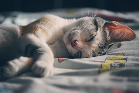 White Orange and Gray Tabby Cat Lying on Gray Textile thumbnail