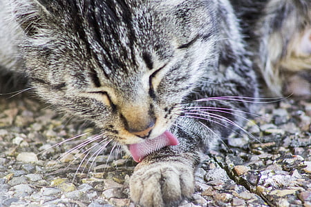 selective focus photo of gray tabby cat thumbnail