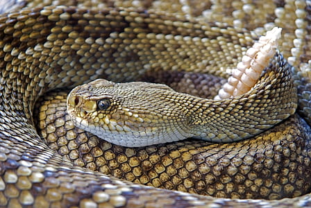 grey and black rattle snake closeup photography thumbnail