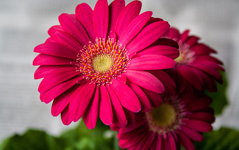 close up photo pink Gerbera thumbnail