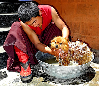 man in red shirt holding dog thumbnail