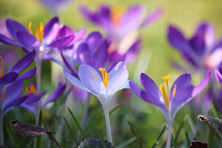 focus photo of purple and white flowers thumbnail