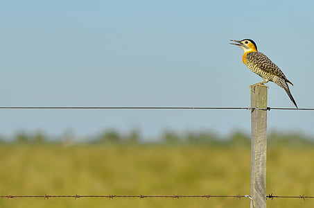 Northern flicker perched on gray wood post during daytime thumbnail