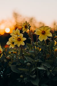 Photo of Yellow Flowers With Green Leaves thumbnail