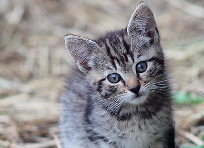 brown Tabby kitten thumbnail