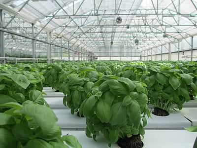 green basil seedling lot thumbnail