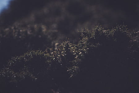 closeup photo of black grass thumbnail