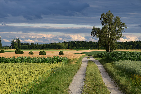 green grass field under blue cloudy sky thumbnail