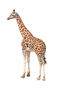 adult giraffe thumbnail
