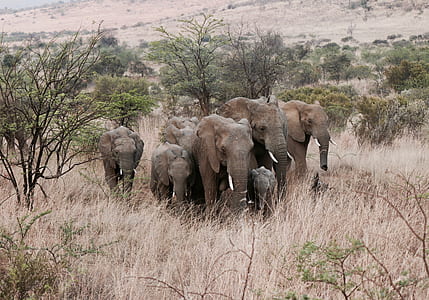 wildlife photography of elephants thumbnail