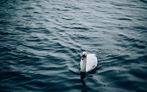 white swan thumbnail