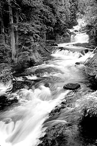 Grayscale Photography of Running River Surrounded Forest during Daytime thumbnail