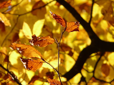 selective focus photo of brown leaves thumbnail