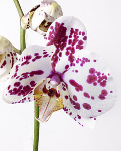 Phalaenopsis, Orchid thumbnail