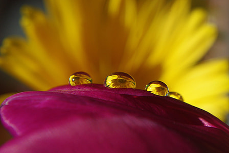pink petal with water drops in macro shot photography thumbnail
