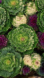 green, white, and pink leafed plants thumbnail