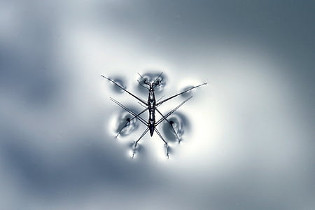 black water strider on body of water macro photography thumbnail