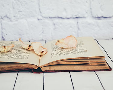 opened book with pink rose flower petals on white wooden table thumbnail