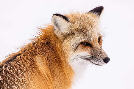 close up photo of orange fox thumbnail