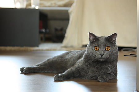 Russian Blue cat on brown wooden parquet flooring thumbnail