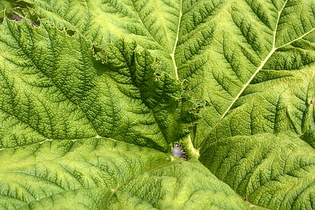 green leafed plant thumbnail