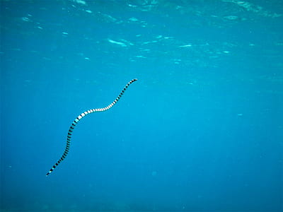 sea snake on body of water thumbnail
