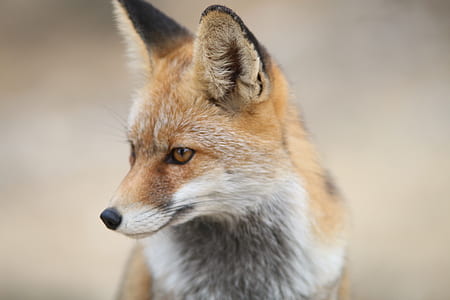 selective focus photography of fox thumbnail