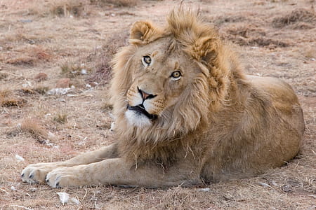 Adult Lion Lying on Ground thumbnail