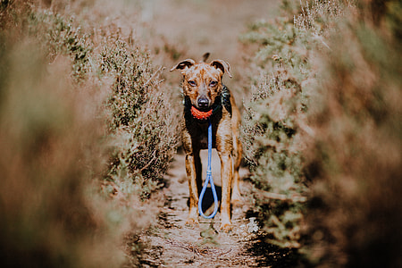 short-coated brown dog walking in between green grass during daytime thumbnail