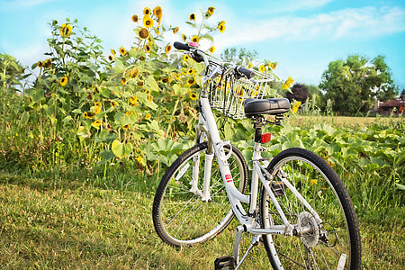 bicycle, bike, sunflowers, summer, leisure, cycle thumbnail