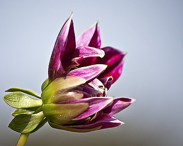 pink and green petaled flower focus photo thumbnail