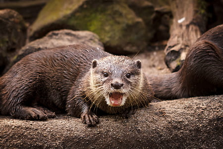 brown ferret lying on wood thumbnail