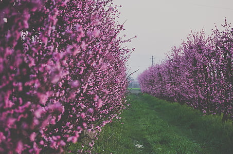 lavender field under cloudy sky thumbnail